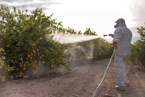 Best Bed Bug Extermination  in Monte Alto, TX