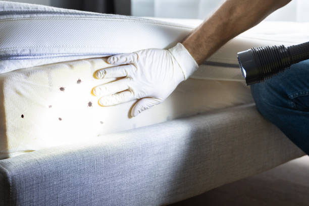 Best Residential Pest Control  in Monte Alto, TX