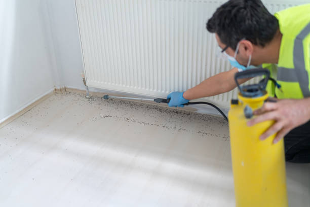 Best Termite Control Services  in Monte Alto, TX